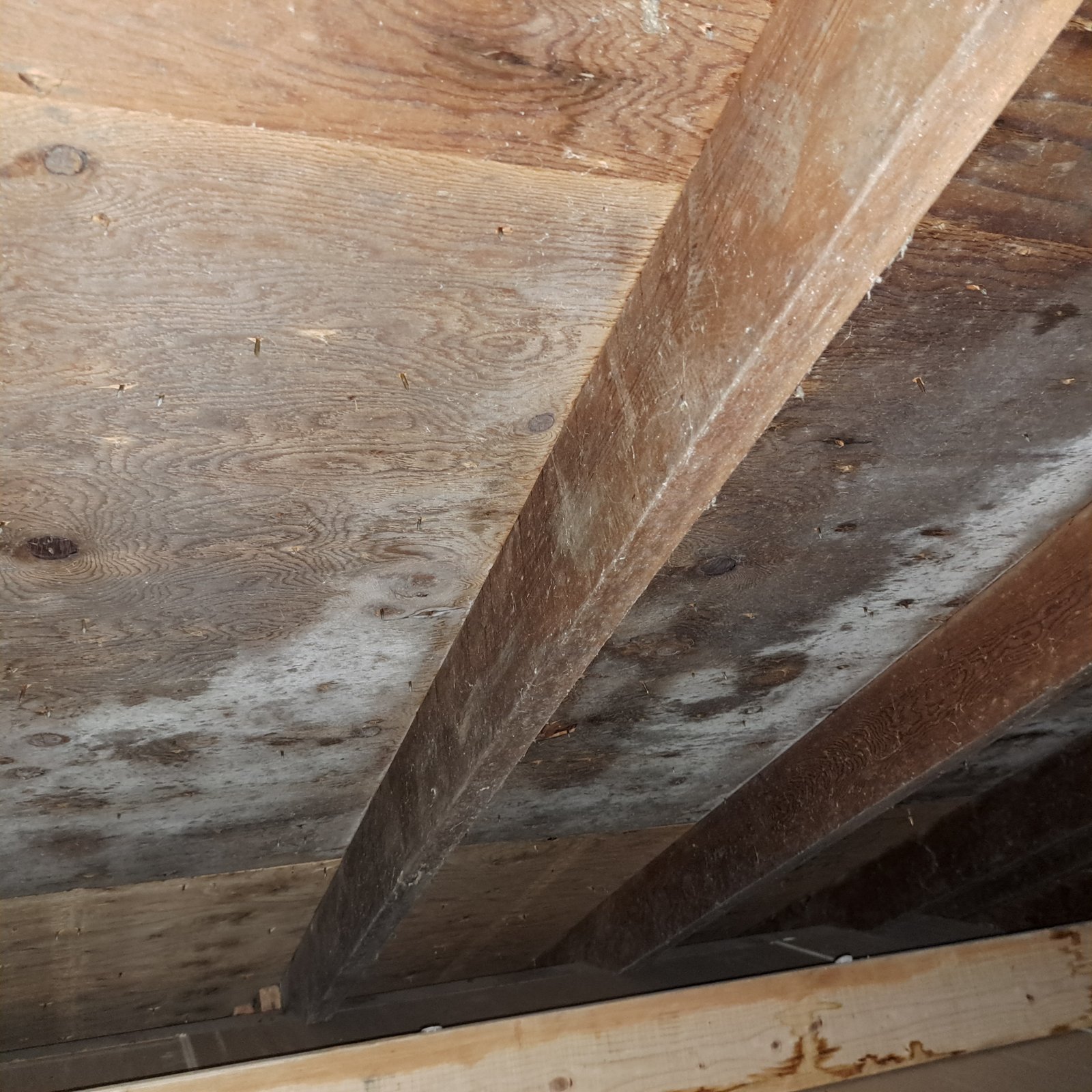 Mold Remediation
