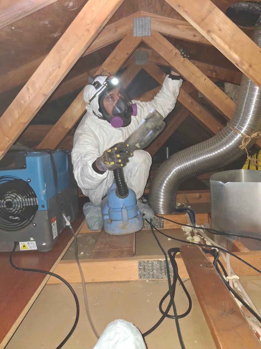 Mold remediation